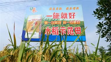 火博体育九禾公司“一施就好”专用复合肥水稻试验示范喜获丰收